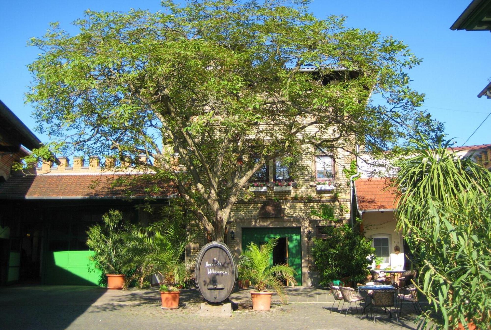 Gaestehaus Guntersblum Екстериор снимка